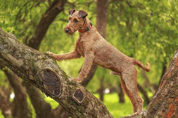 irishterrier-pes-panakei
